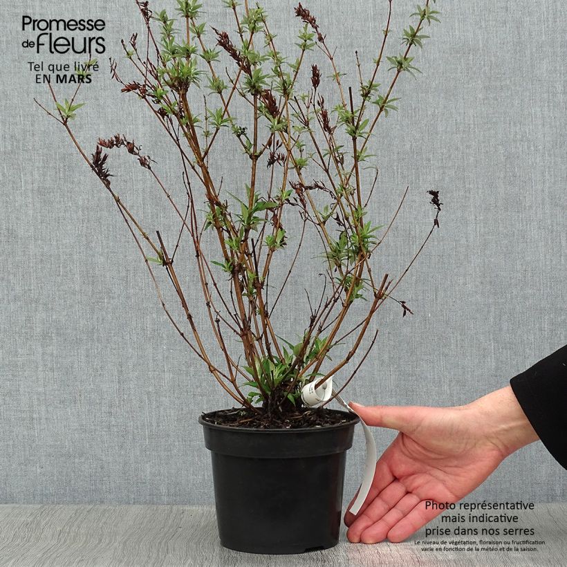 Buddleja davidii Nanho White - Butterfly Bush 2L/3L pot sample as delivered in winter