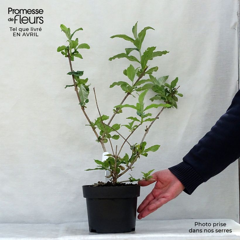 Buddleia davidii Pink Delight - Butterfly Bush 3L/4L pot sample as delivered in spring