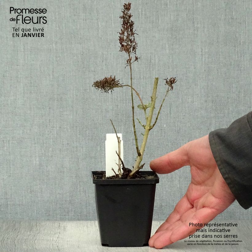 Buddleia davidii Pink Delight - Butterfly Bush 8/9 cm pot sample as delivered in winter