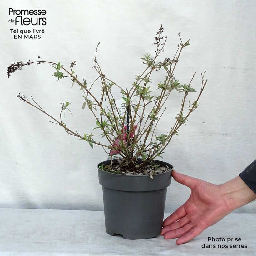 Buddleja davidii Pink Panther - Butterfly Bush 2L/3L pot sample as delivered in winter