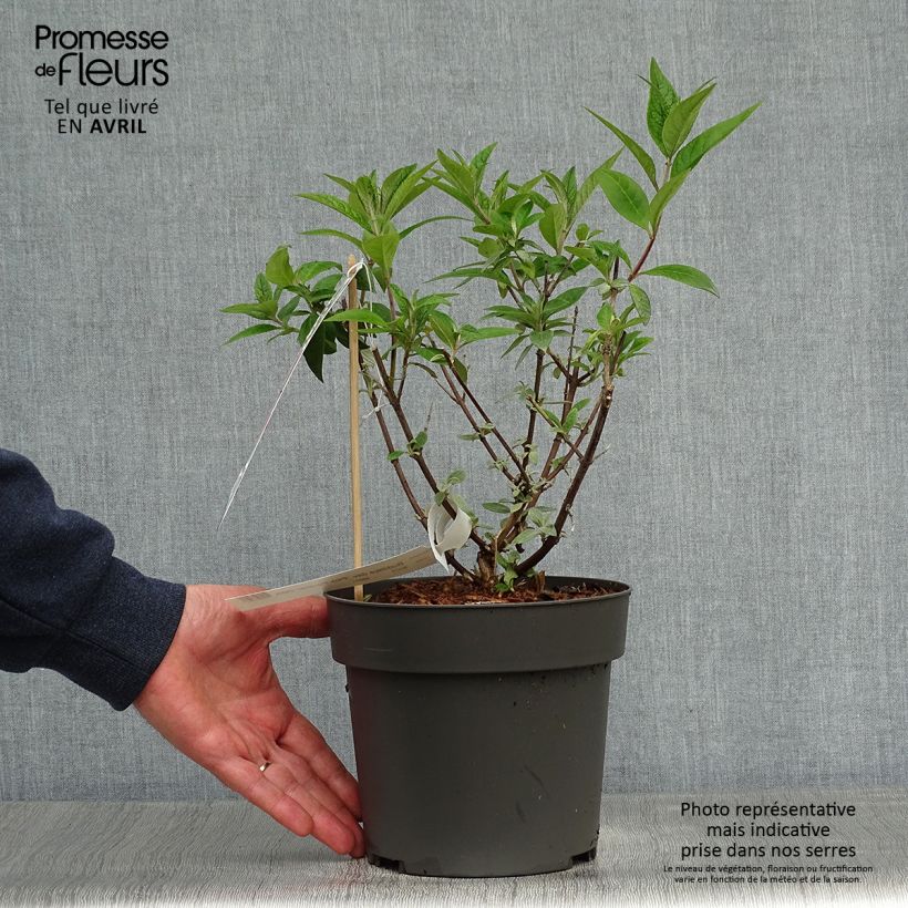 Buddleja davidii Pink Panther - Butterfly Bush 2L/3L pot sample as delivered in spring