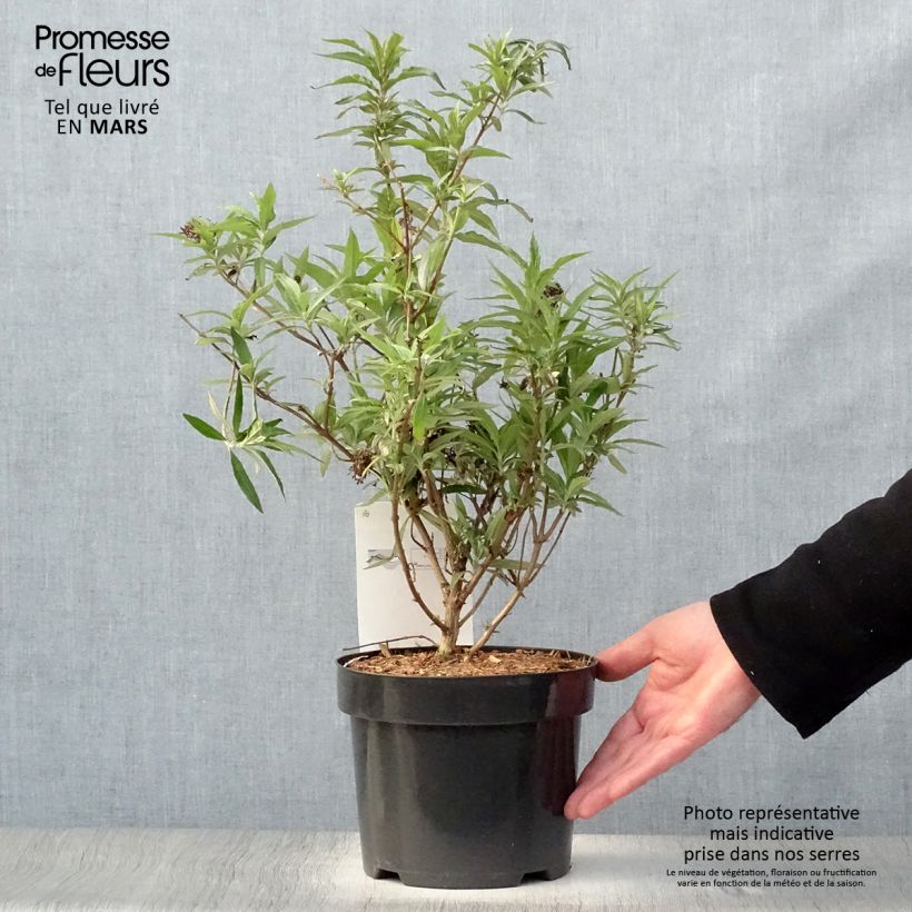 Buddleja davidii Purple Emperor Pyrkeep - Butterfly Bush 2L/3L pot sample as delivered in spring