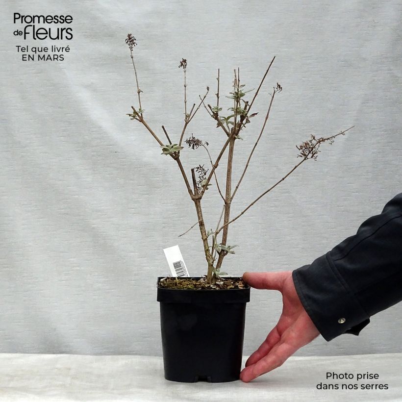 Buddleja davidii Rêve de Papillon Pink - Butterfly Bush 2L/3L pot sample as delivered in winter