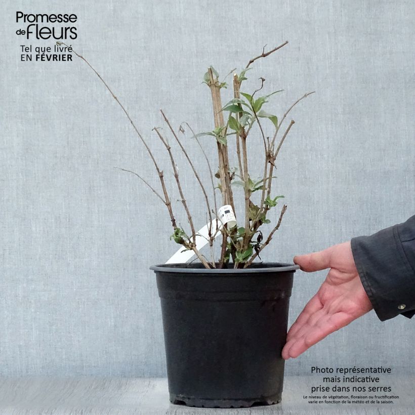 Buddleja davidii Rêve de Papillon Pink - Butterfly Bush 4L/5L pot sample as delivered in winter