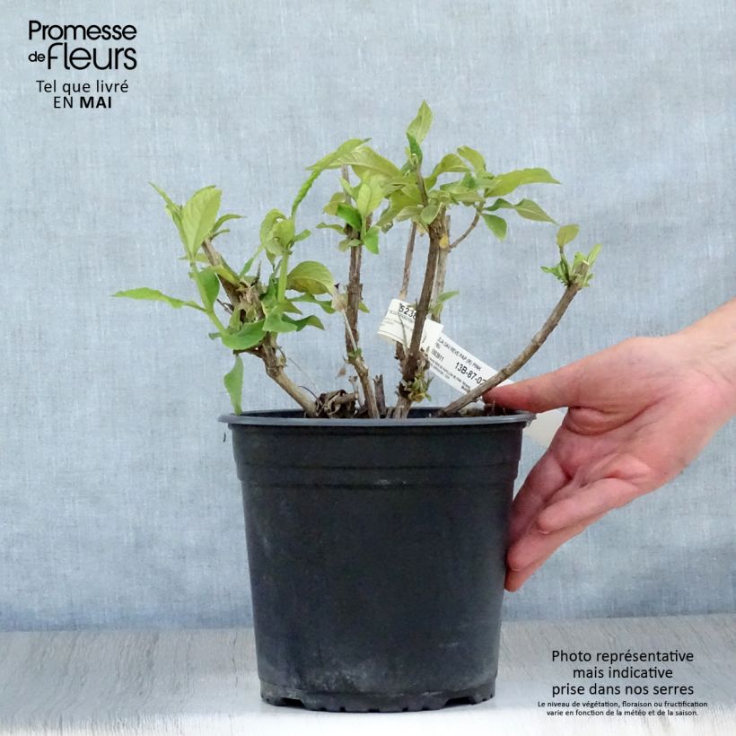 Buddleja davidii Rêve de Papillon Pink - Butterfly Bush 4L/5L pot sample as delivered in spring