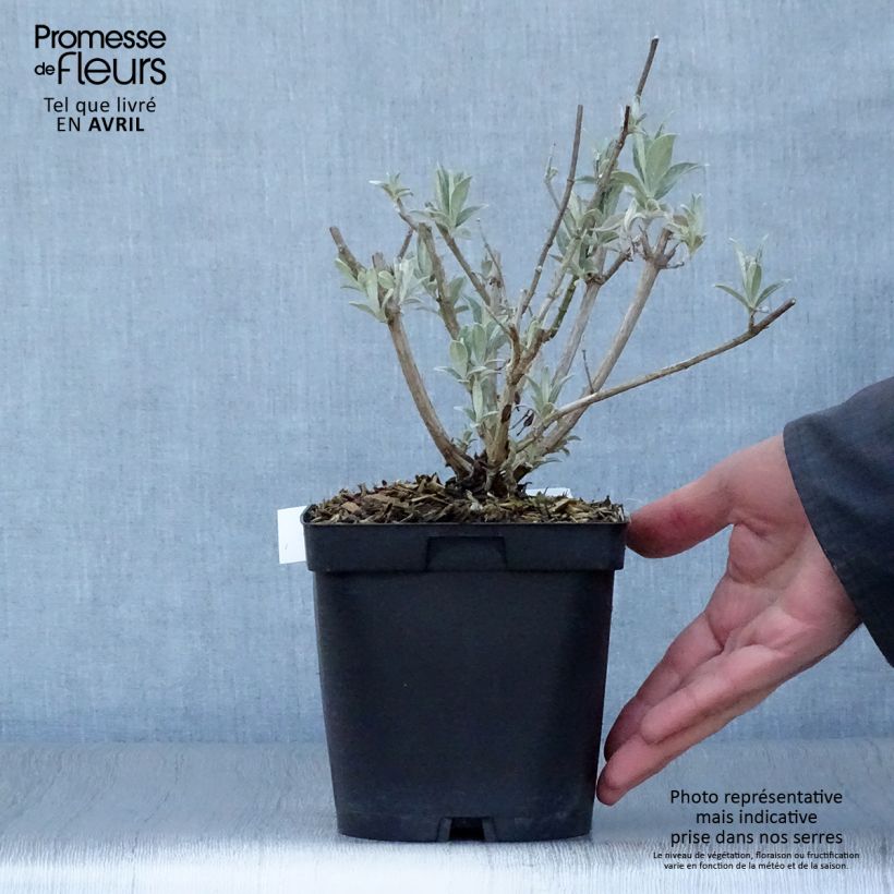 Buddleja davidii Rêve de Papillon Blanc - Butterfly Bush 2L/3L pot sample as delivered in spring