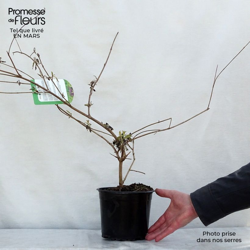 Buddleja davidii Santana - Butterfly Bush 2L/3L pot sample as delivered in spring