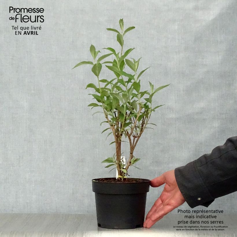 Buddleja davidii Sophie - Butterfly Bush 2L/3L pot sample as delivered in spring