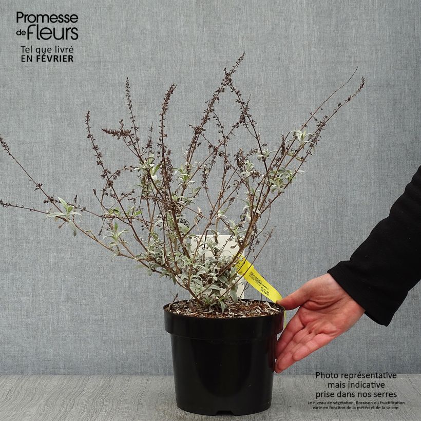 Buddleja davidii White Ball - Butterfly Bush 3L/4L pot sample as delivered in winter