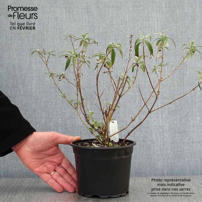 Buddleja davidii White Ball White - Butterfly Bush 1L/1.5L pot sample as delivered in winter