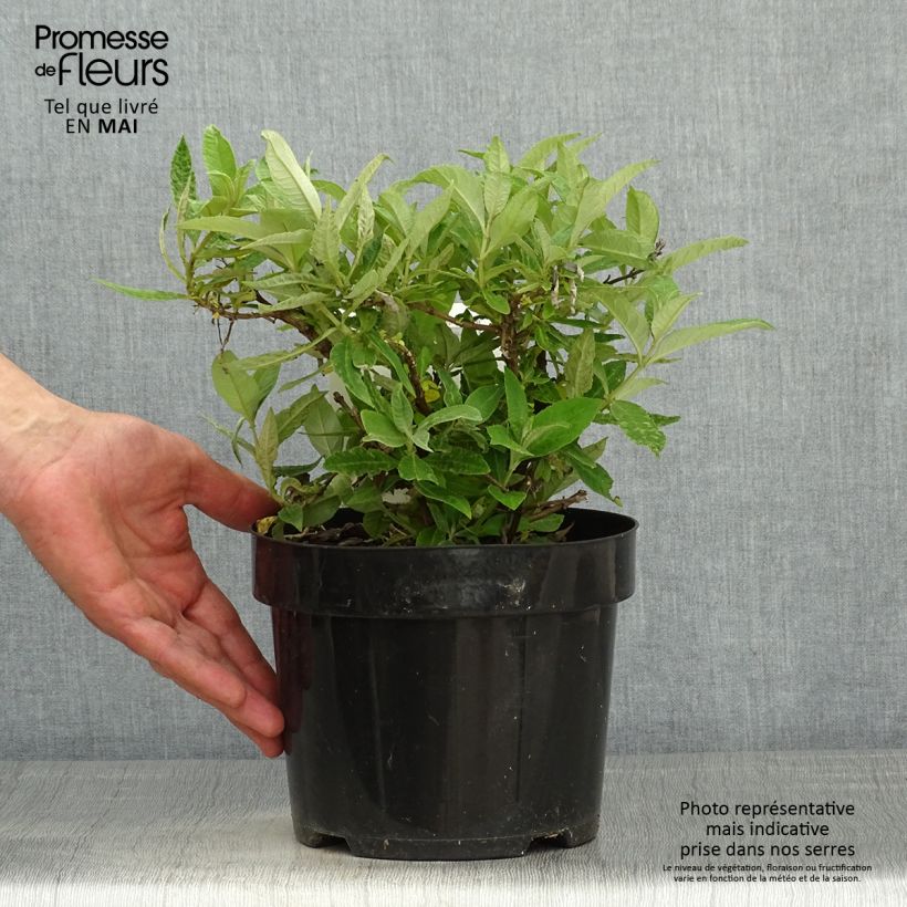 Buddleja davidii Butterfly Candy Lila Sweetheart - Butterfly Bush 3L/4L pot sample as delivered in spring