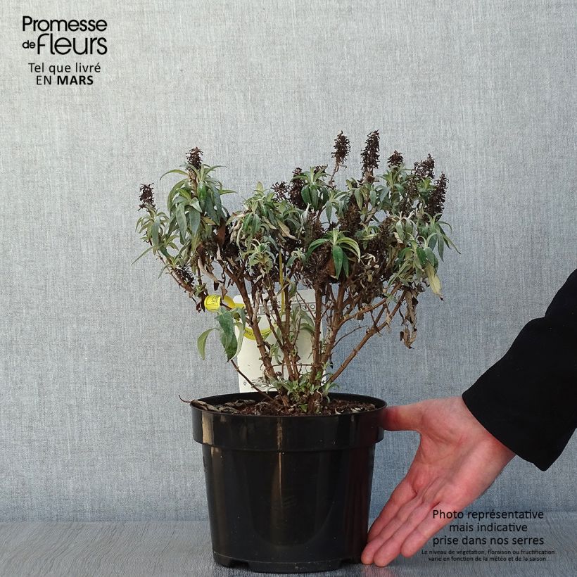 Buddleja davidii Butterfly Candy Little Lila - Butterfly Bush 3L/4L pot sample as delivered in winter