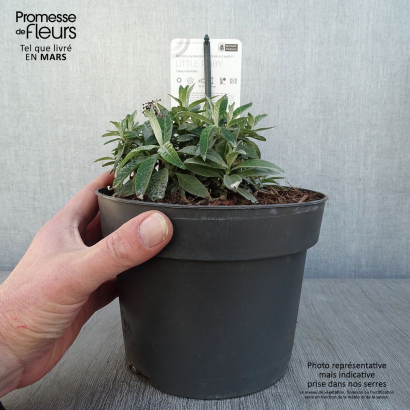 Buddleja davidii Butterfly Candy Little Ruby - Butterfly Bush 3L/4L pot sample as delivered in winter