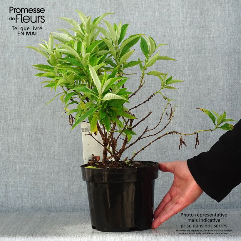 Buddleja davidii Butterfly Candy Little White - Butterfly Bush 3L/4L pot sample as delivered in spring