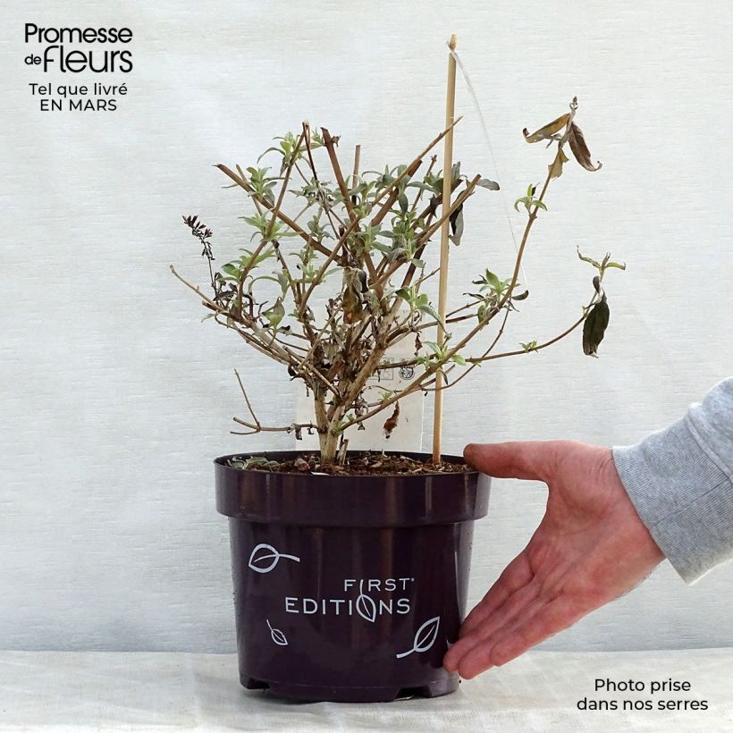 Buddleja davidii Groovy Grape - Butterfly Bush 3L/4L pot sample as delivered in spring