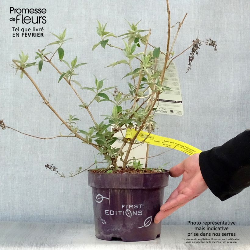 Buddleja davidii Groovy Grape - Butterfly Bush 3L/4L pot sample as delivered in winter