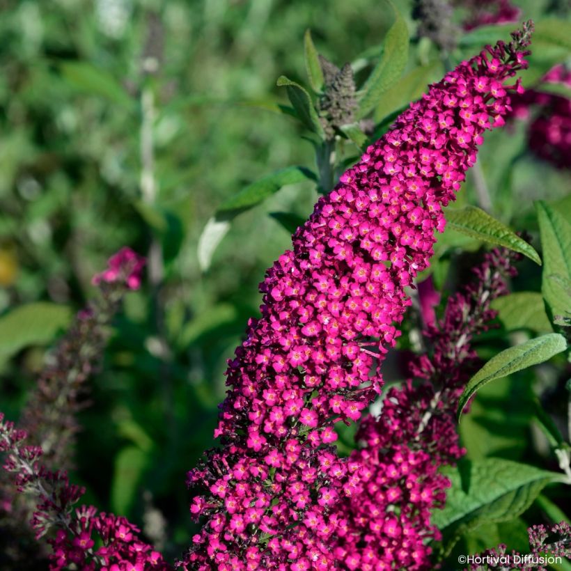 Buddleja Rêve de papillon Red - Butterfly bush (Flowering)