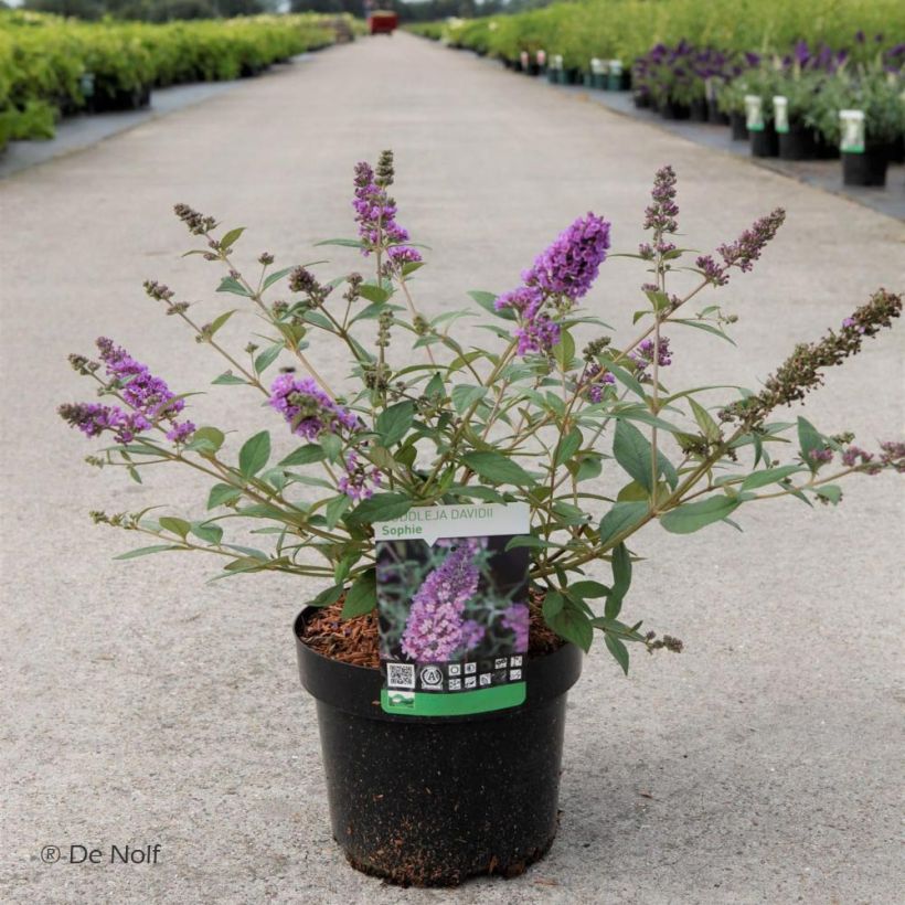 Buddleja davidii Sophie - Butterfly Bush (Plant habit)
