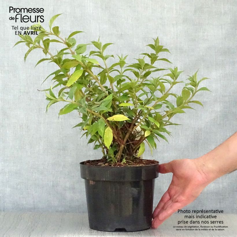 Buddleja davidii Sugar Plum - Butterfly Bush 3L/4L pot sample as delivered in spring