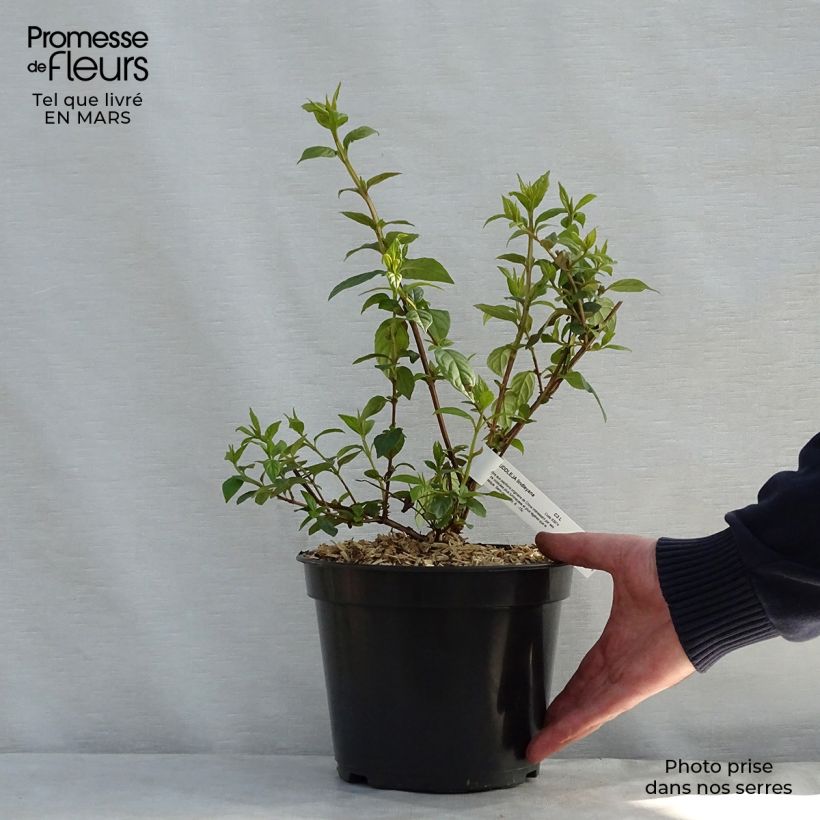 Buddleja lindleyana - Butterfly Bush 4L/5L pot sample as delivered in spring