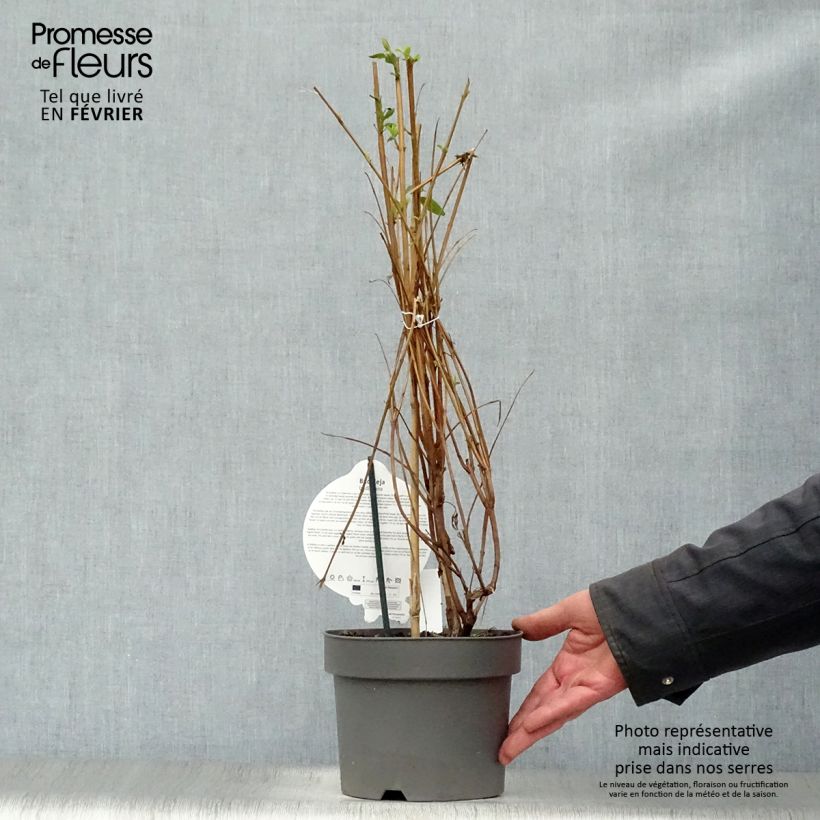 Buddleja lindleyana - Butterfly Bush 4L/5L pot sample as delivered in winter