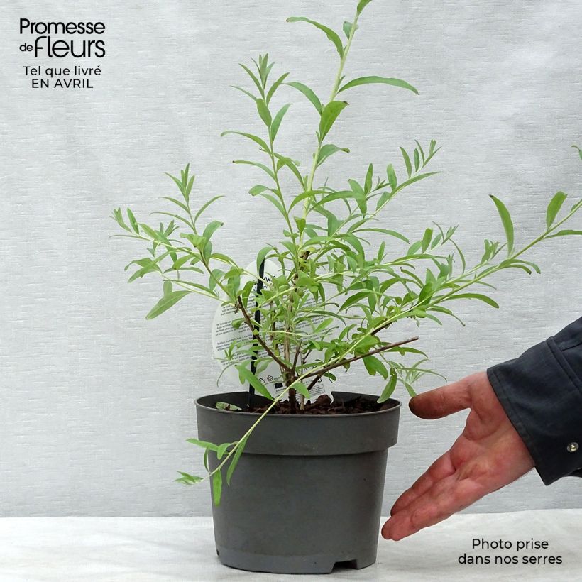 Buddleja alternifolia Unique - Butterfly Bush 3L/4L pot sample as delivered in spring
