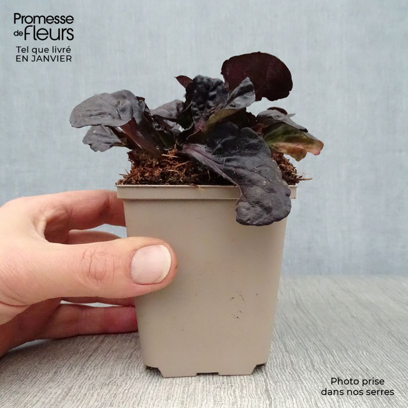 Ajuga reptans Black Scallop 8/9 cm pot sample as delivered in winter