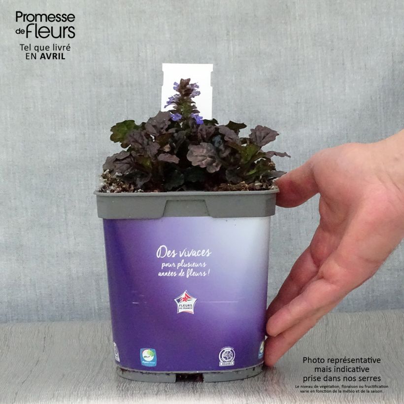 Ajuga reptans Black Scallop 2L/3L pot sample as delivered in spring