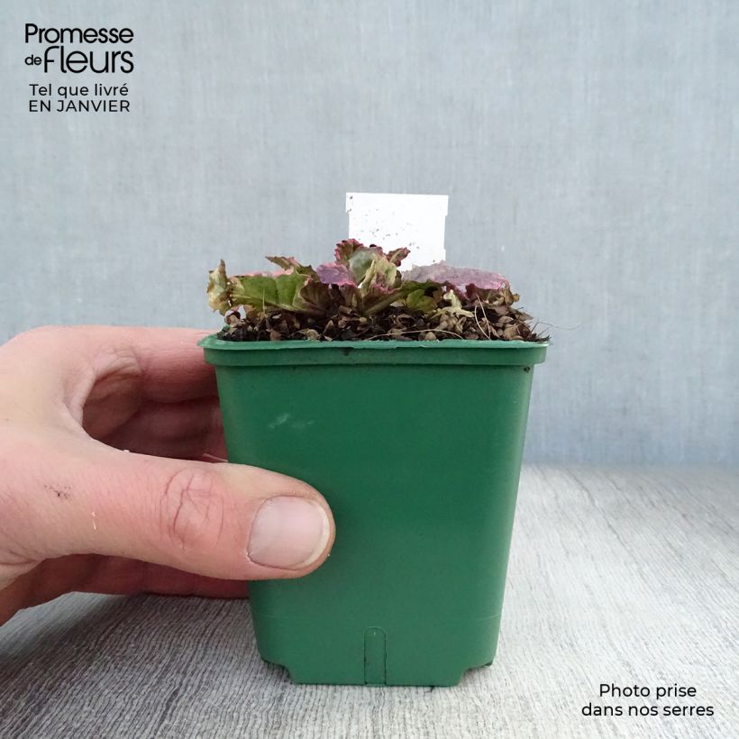 Ajuga reptans Burgundy Glow 7/8 cm pot sample as delivered in winter