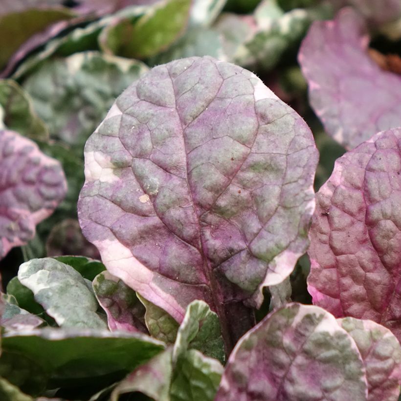 Ajuga reptans Burgundy Glow (Foliage)
