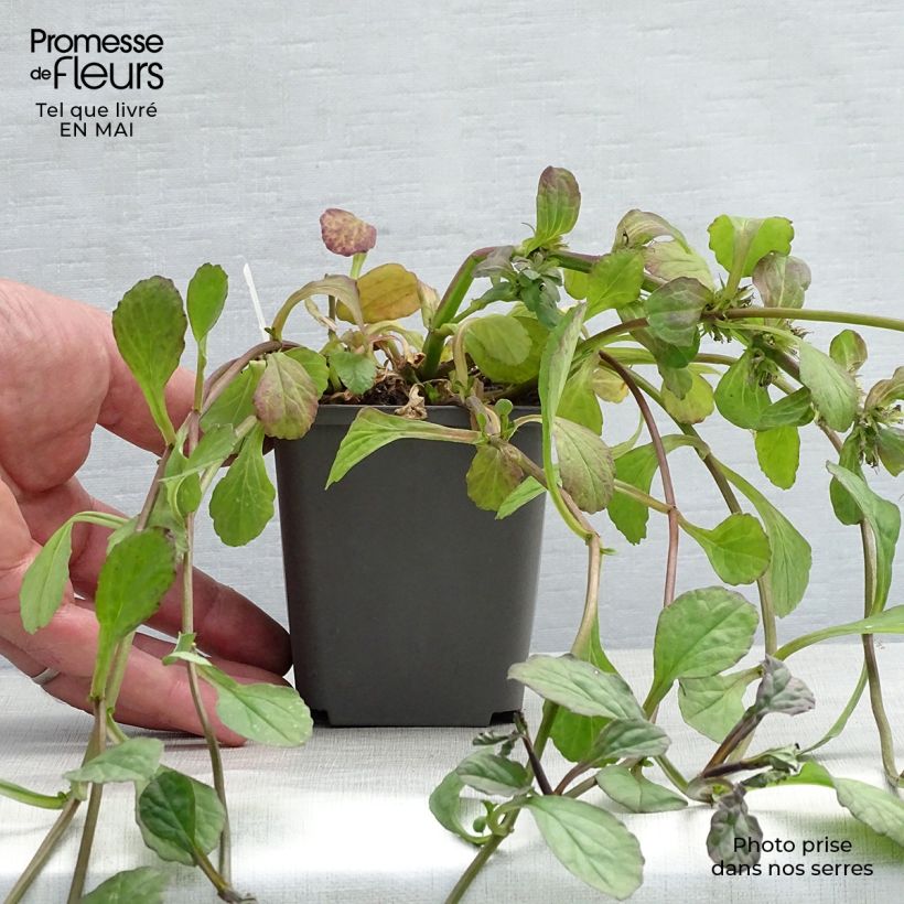 Ajuga reptans Catlins Giant 8/9 cm pot sample as delivered in spring