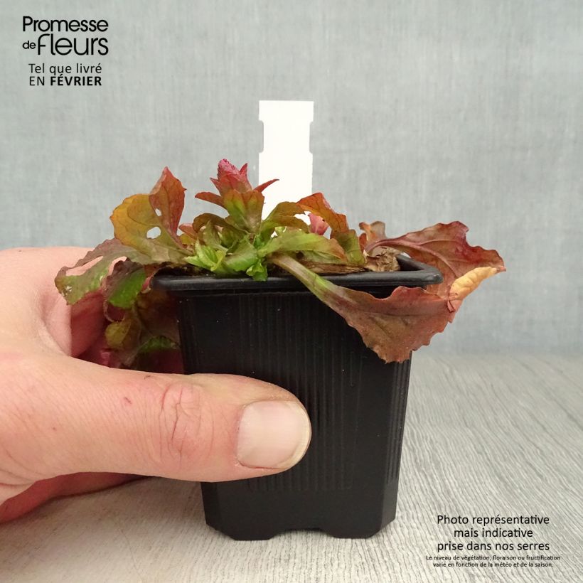 Ajuga reptans Gold Chang 8/9 cm pot sample as delivered in winter