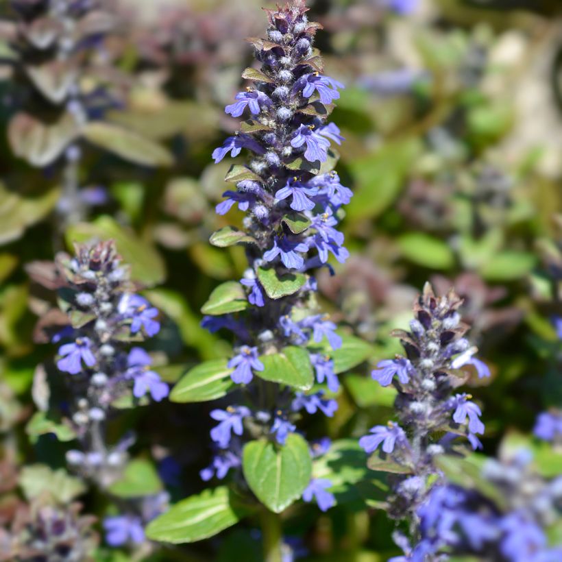 Ajuga reptans Multicolor - Rainbow (Flowering)