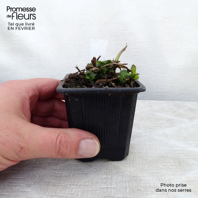 Ajuga reptans Rosea 8/9 cm pot sample as delivered in winter