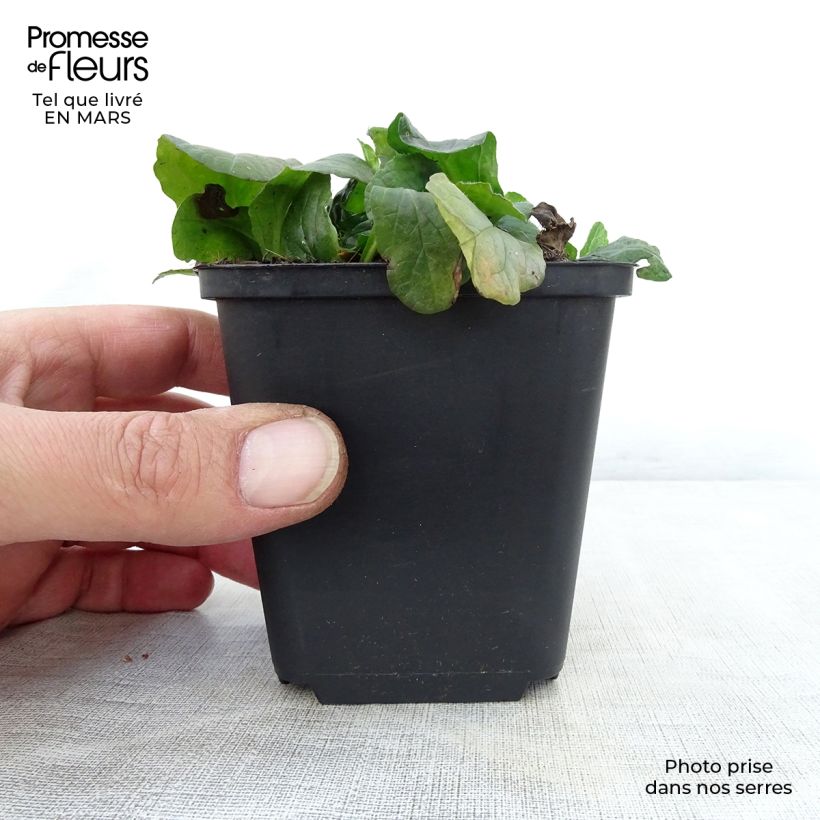 Ajuga reptans Sanne 8/9 cm pot sample as delivered in spring