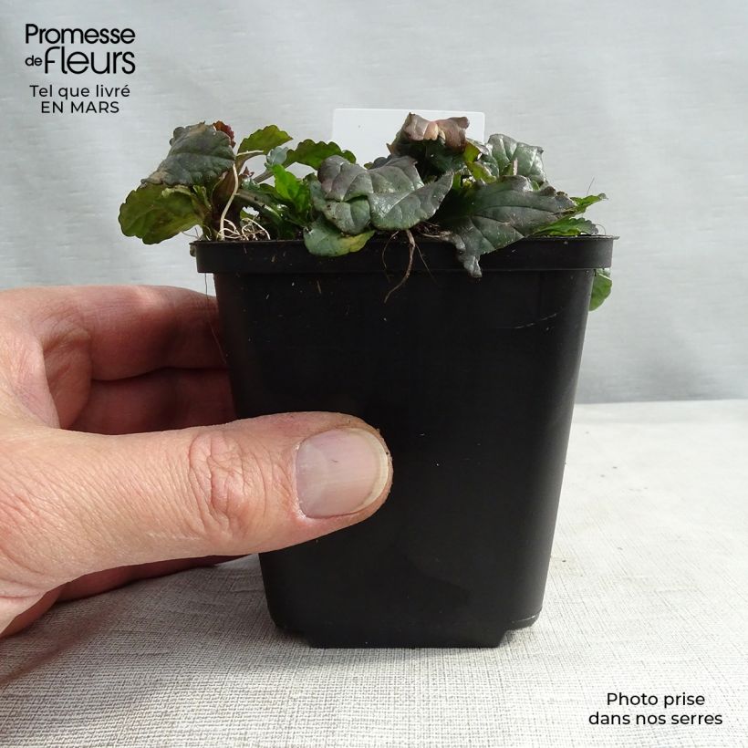 Ajuga reptans 8/9 cm pot sample as delivered in winter