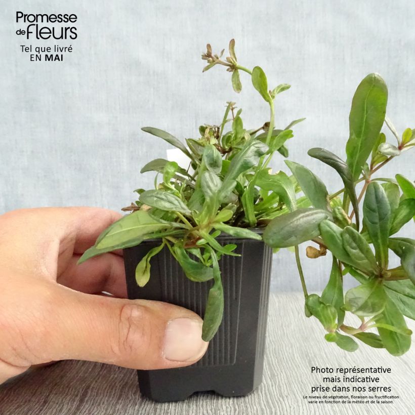 Ajuga x tenorii Chocolate Chip 8/9 cm pot sample as delivered in spring