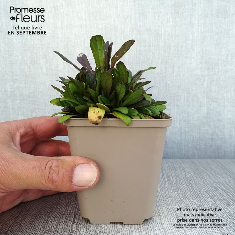 Ajuga x tenorii Dixie Chip 8/9 cm pot sample as delivered in autumn