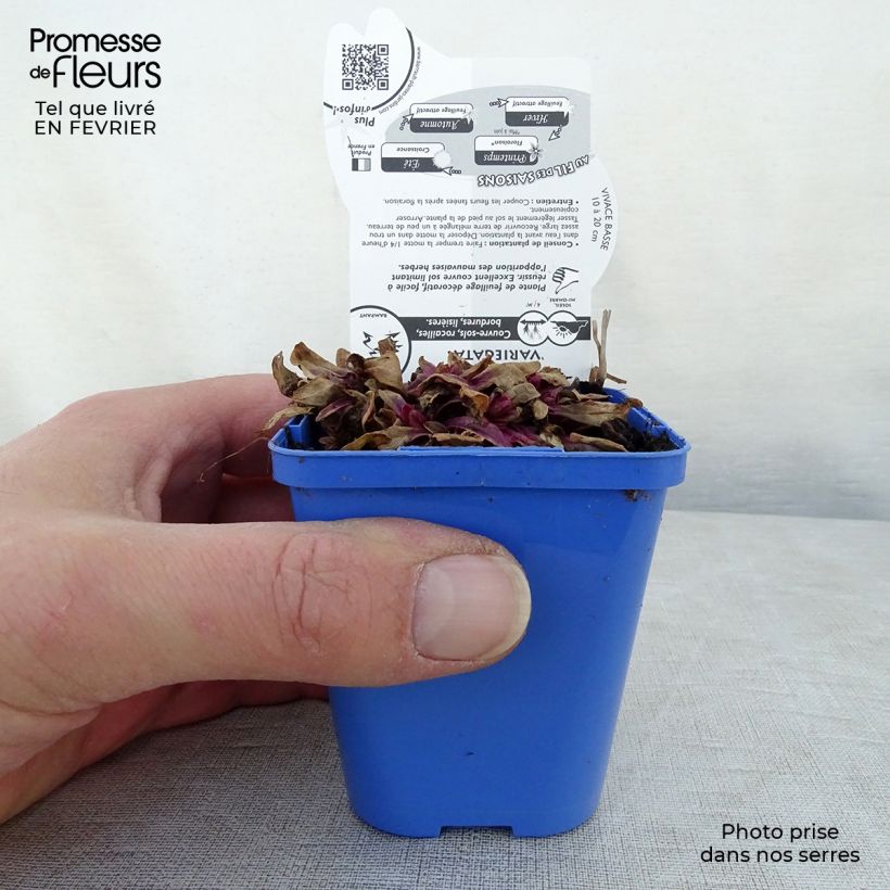 Ajuga x tenorii Princess Nadia 8/9 cm pot sample as delivered in winter