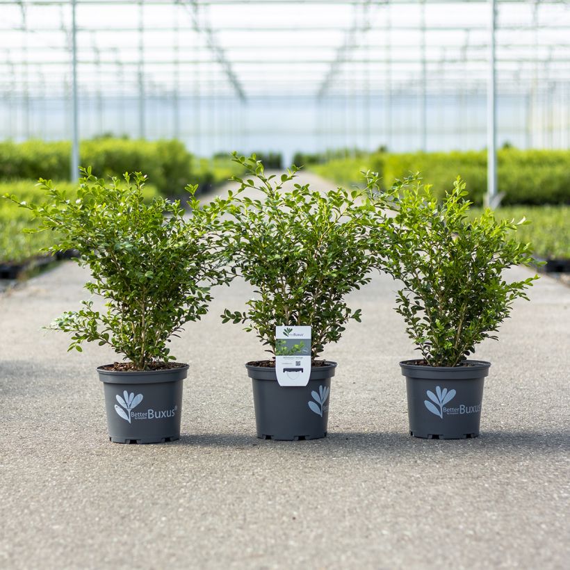 Buxus Heritage - Boxwood (Plant habit)