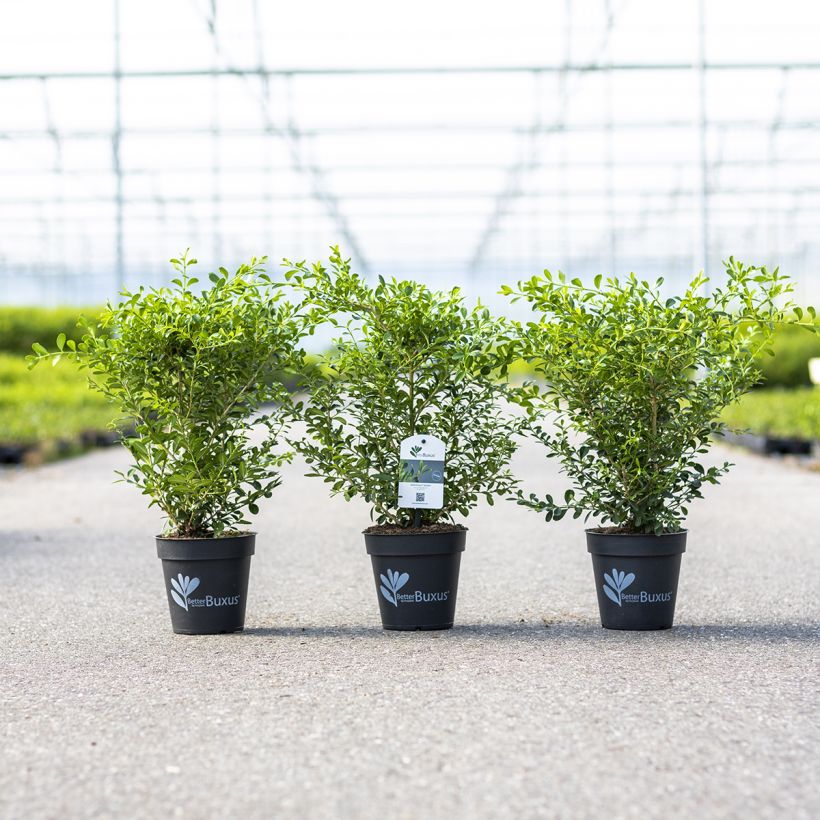 Buxus Skylight - Boxwood (Plant habit)