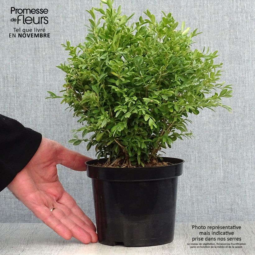 Buxus microphylla Rococo - Boxwood 3L/4L pot sample as delivered in autumn