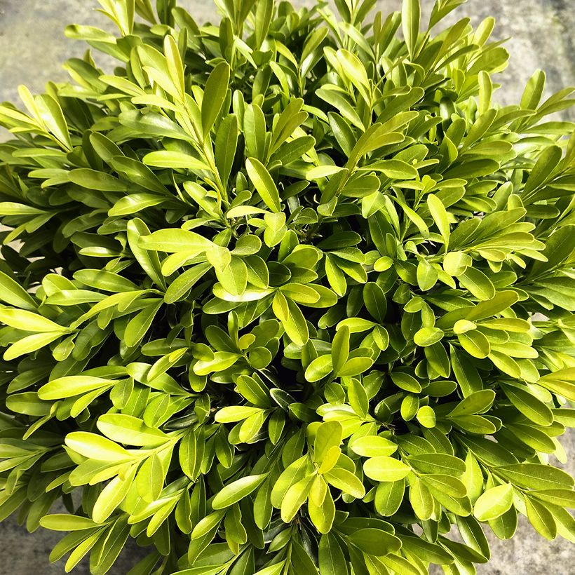 Buxus sinica var. insularis Mipo - Korean boxwood (Foliage)