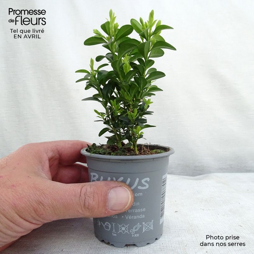 Buxus sempervirens Suffruticosa - Dwarf Common Boxwood 8/9 cm pot sample as delivered in spring
