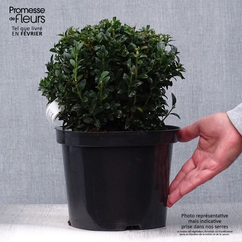 Buxus sempervirens - Boxwood 2L/3L pot sample as delivered in autumn