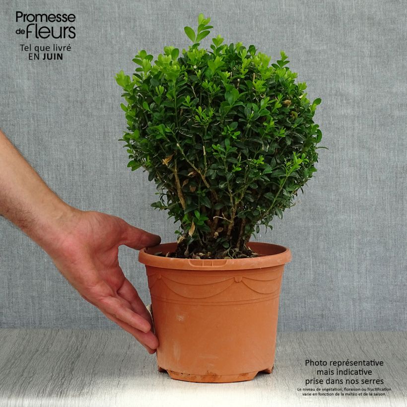 Buxus sempervirens - Boxwood 2L/3L pot, Mehrstämmiges Gehölz sample as delivered in summer