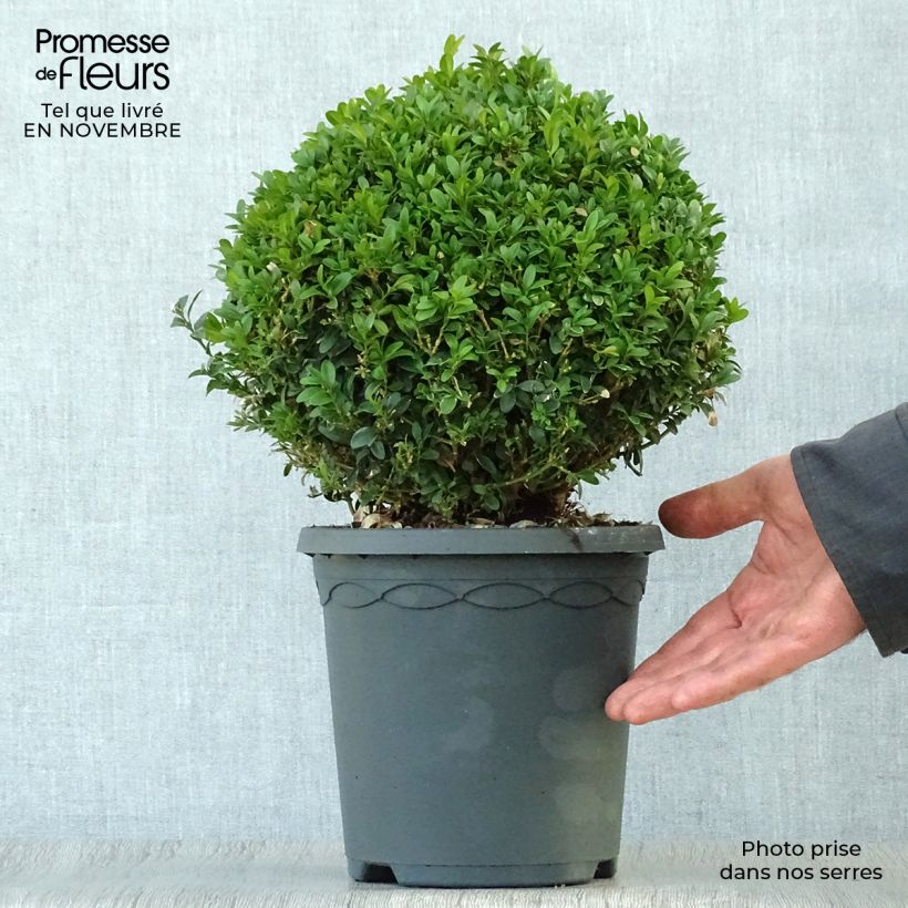 Buxus sempervirens - Boxwood 4L/5L pot sample as delivered in autumn