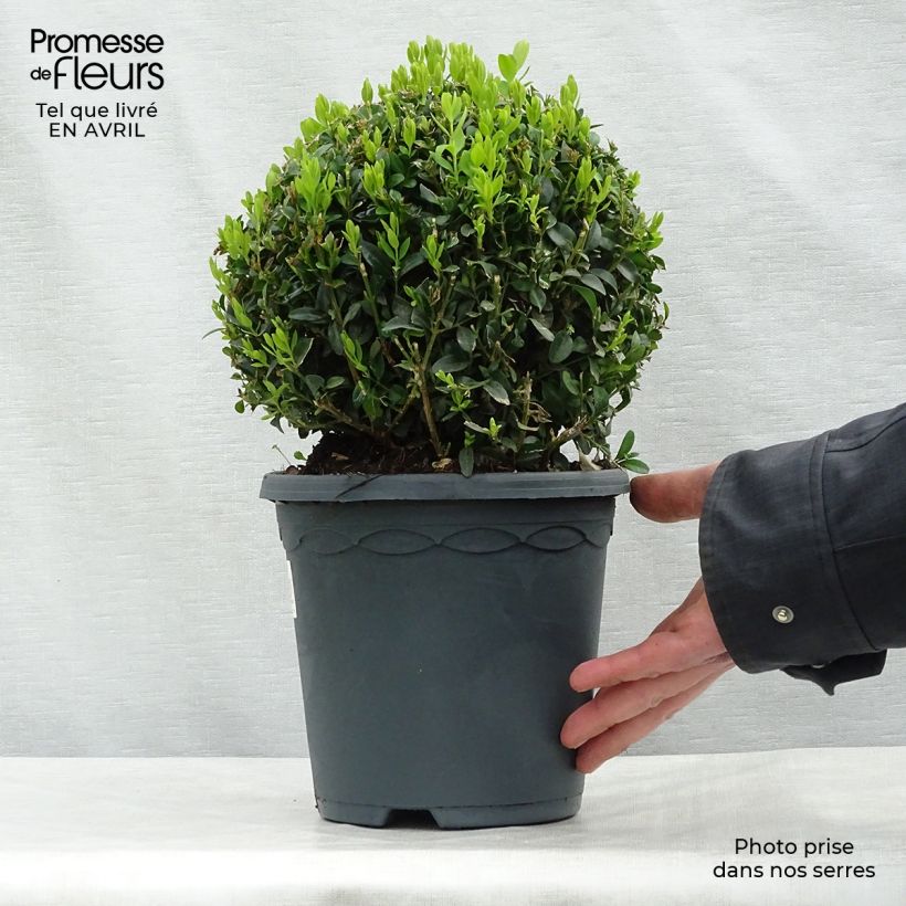 Buxus sempervirens - Boxwood 2L/3L pot, Mehrstämmiges Gehölz sample as delivered in spring