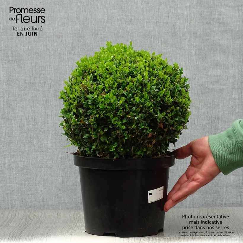 Buxus sempervirens - Boxwood 4L/5L pot, Mehrstämmiges Gehölz sample as delivered in summer
