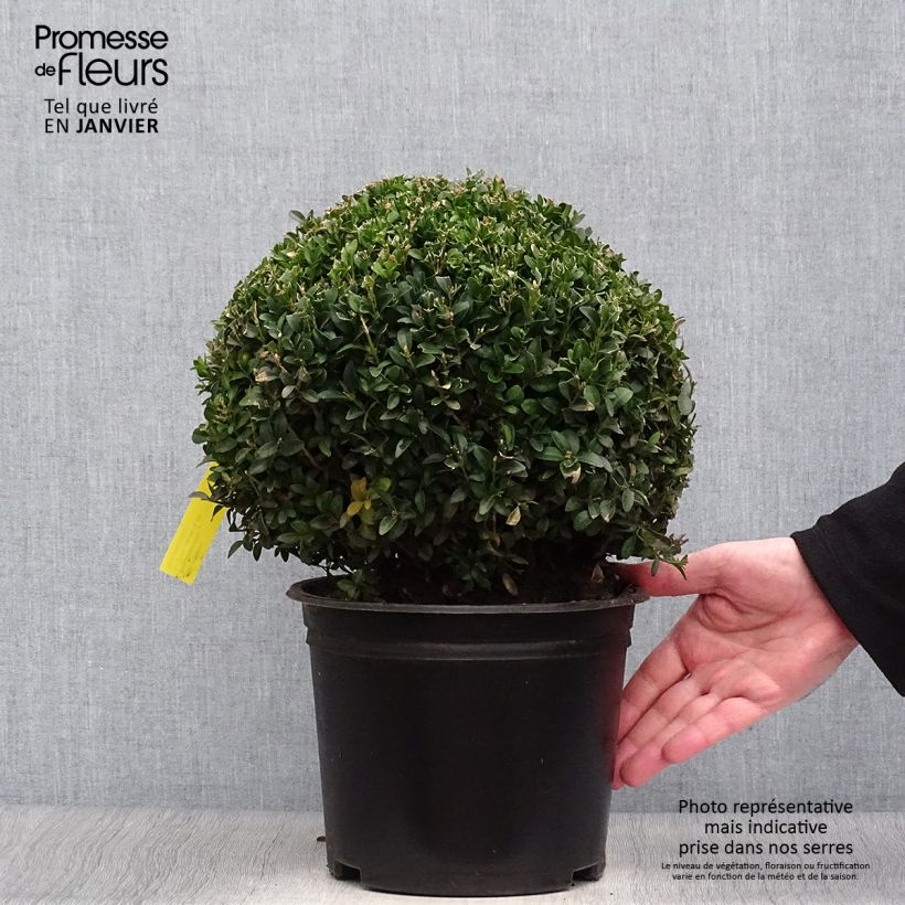Buxus sempervirens - Boxwood 4L/5L pot sample as delivered in winter
